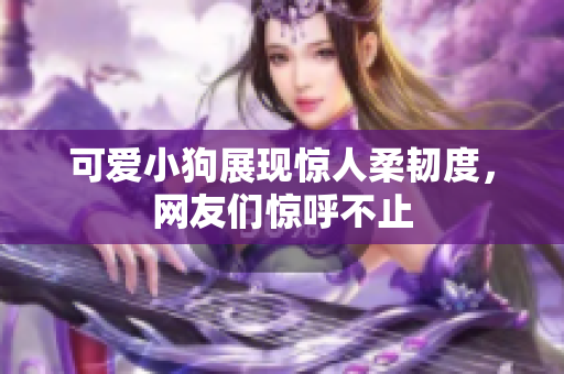 可爱小狗展现惊人柔韧度，网友们惊呼不止
